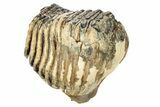 Partial Woolly Mammoth Molar - North Sea Deposits #207265-5